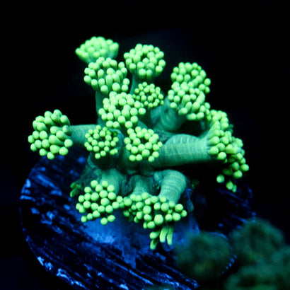 JC Sea Grapes Goni