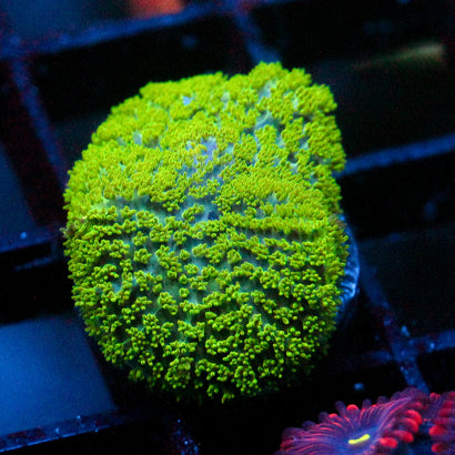 JC Neon Green Rhodactis