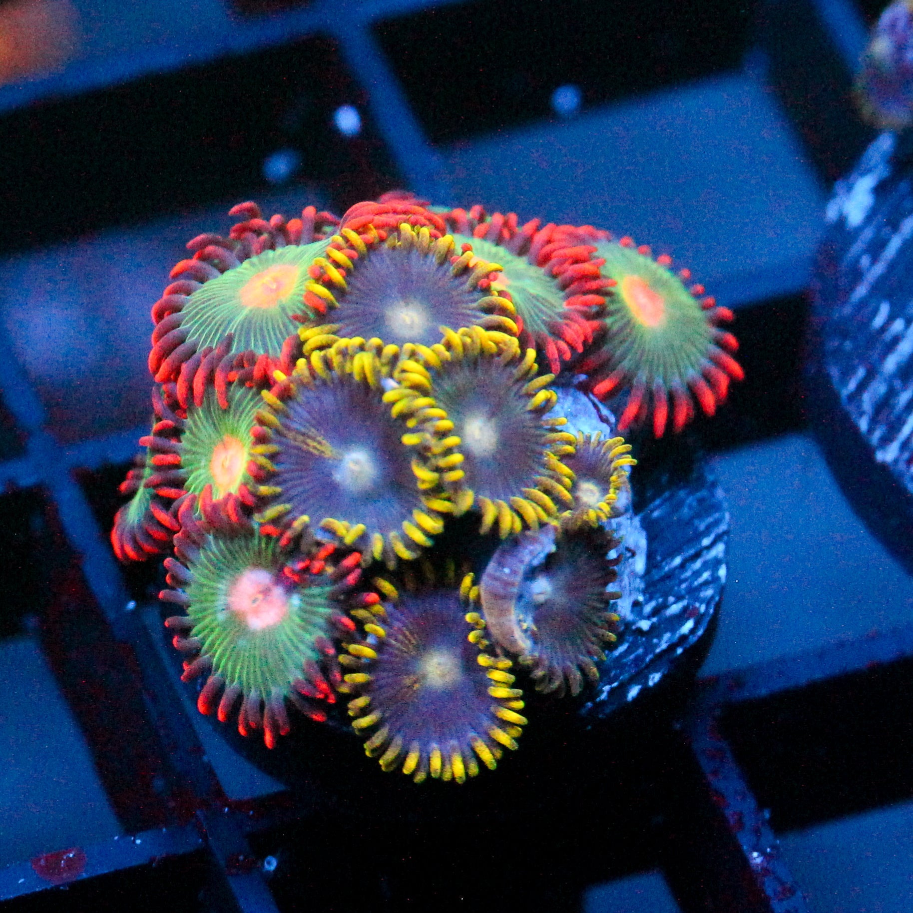 JC Zoa Garden Seed