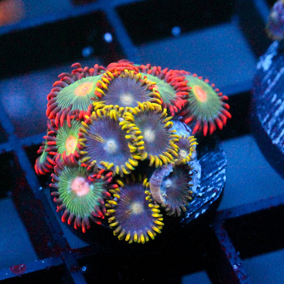 JC Zoa Garden Seed