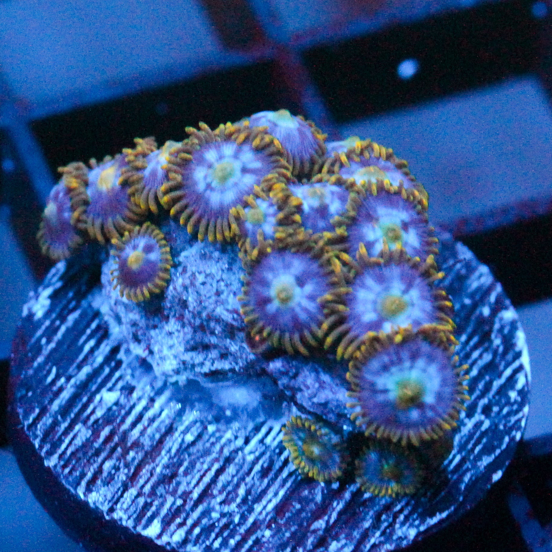 JC Saturn Zoanthid