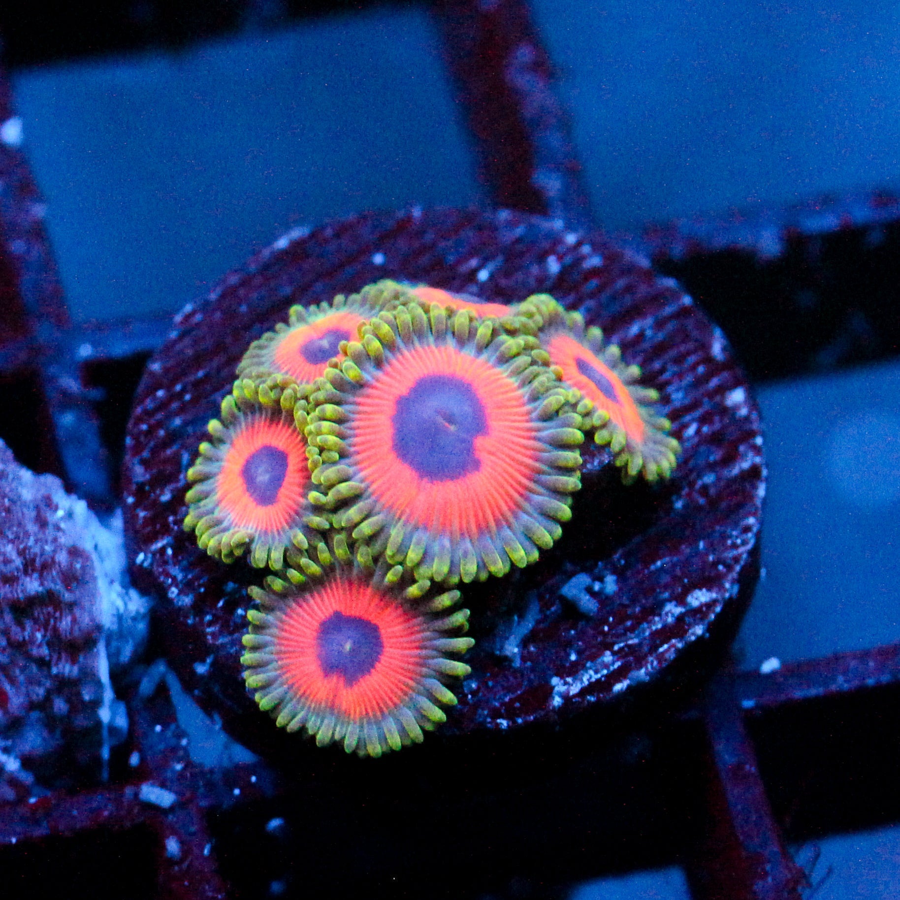 JF Fairytale Zoanthids