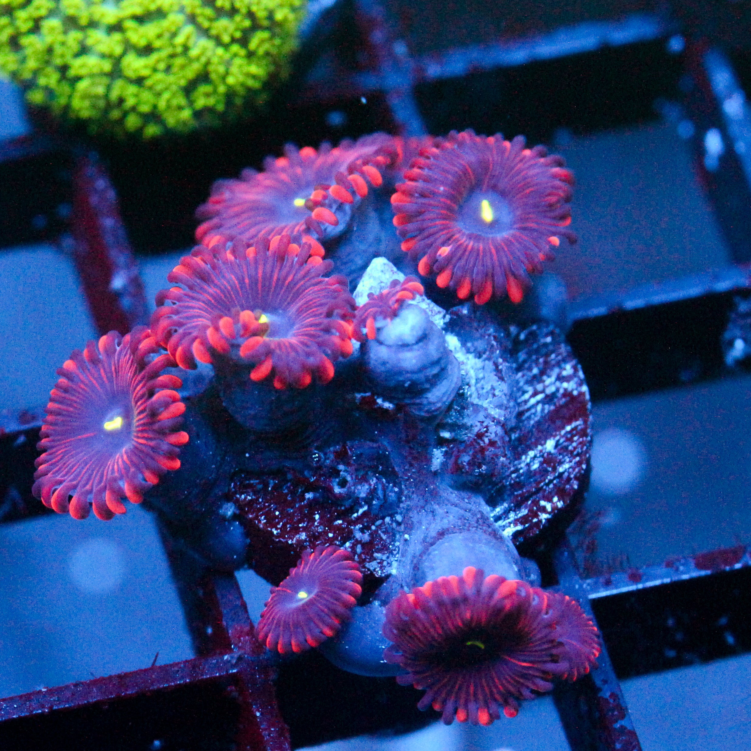 JC Purple People Eater Zoanthid