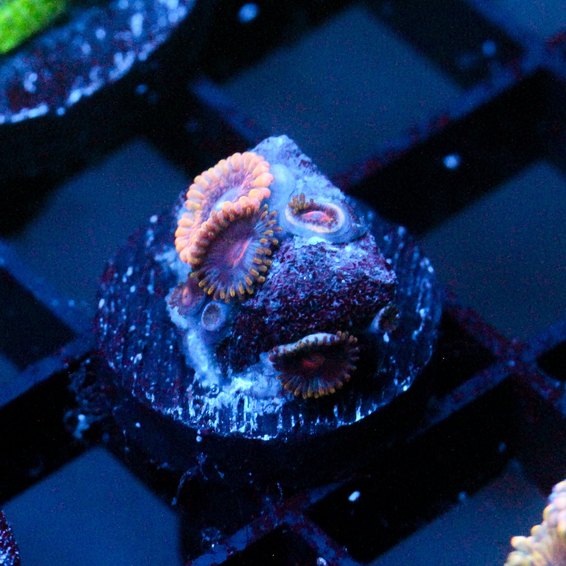 JC Golden Globe Zoanthids