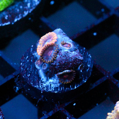 JC Golden Globe Zoanthids