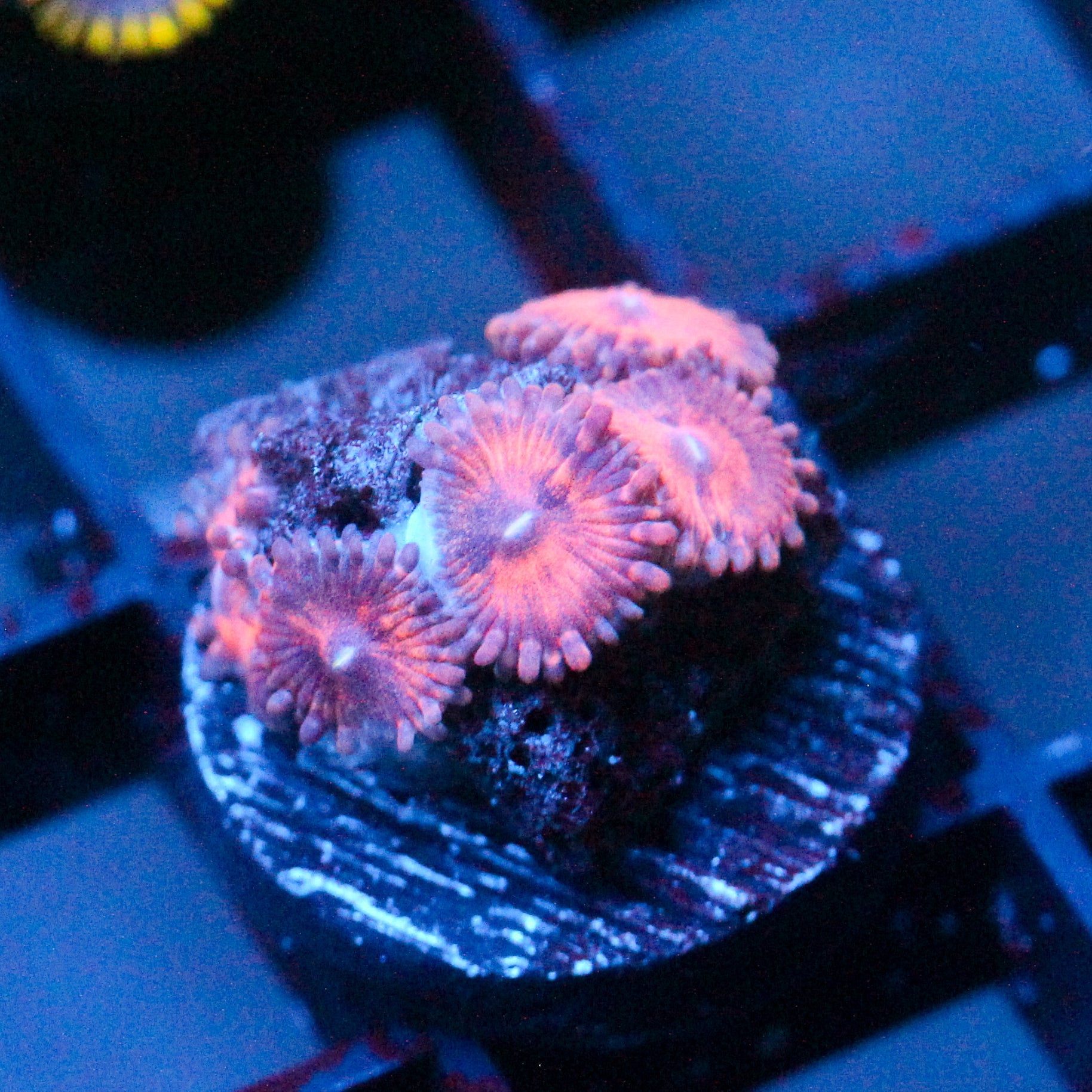 JC Amber Bliss Zoanthid