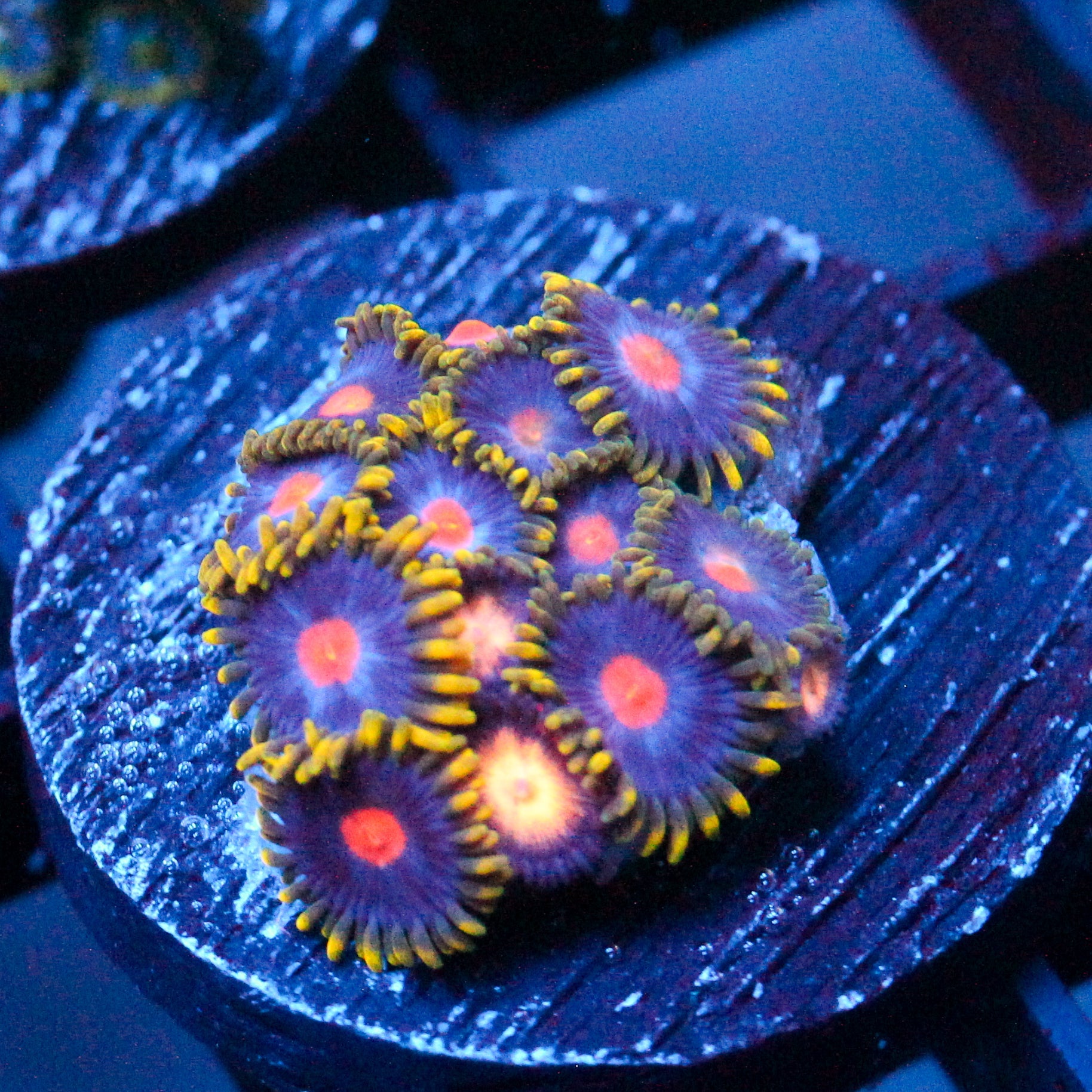 JC Gold Burn Zoanthids