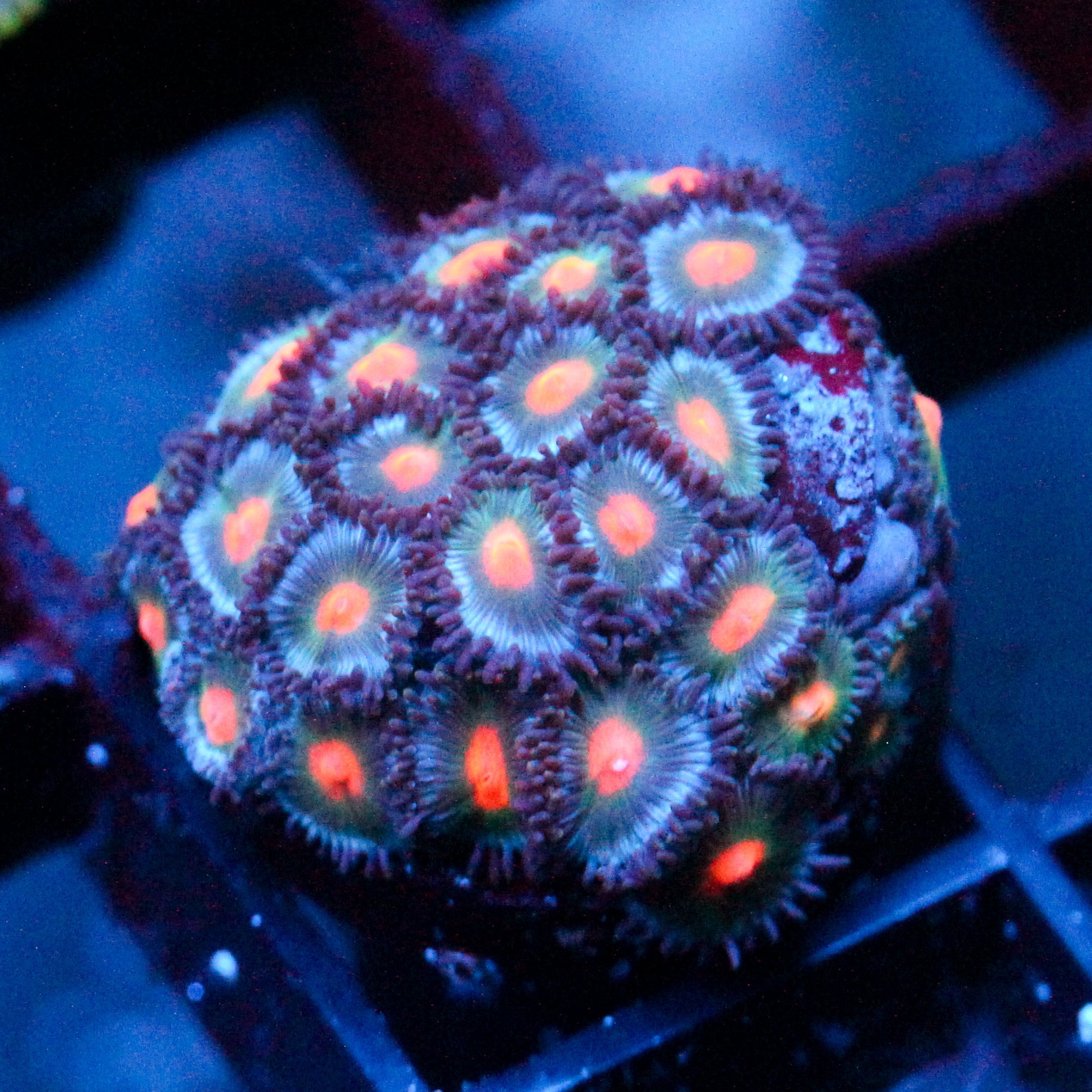 JC Blue Raven Zoanthid