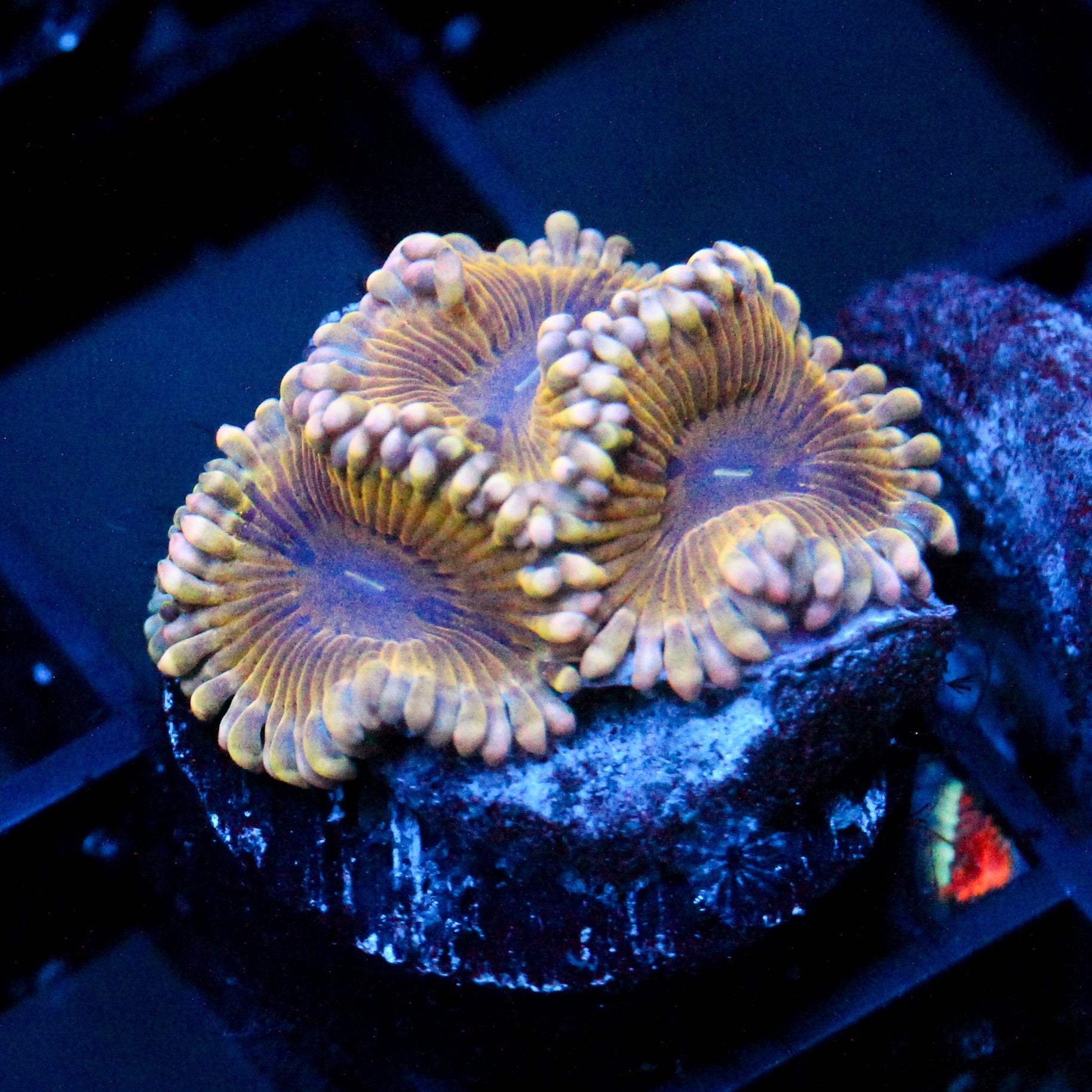 JC Golden Fiasco Zoanthid