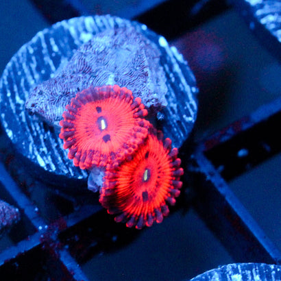 JC Xerxes Zoanthid