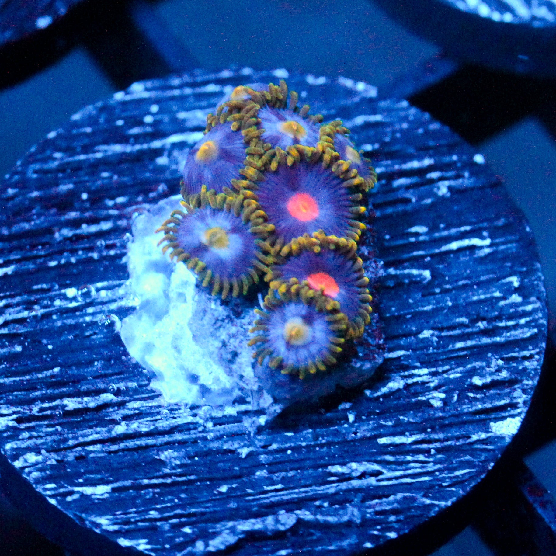 JC Gold Burn+ Saturn Zoanthid