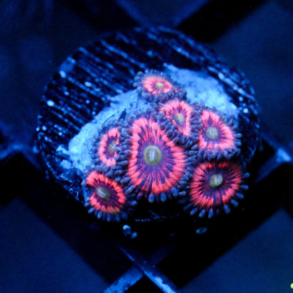 JC Armageddon Zoanthid