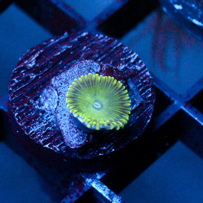 JC Lady Liberty Zoanthid