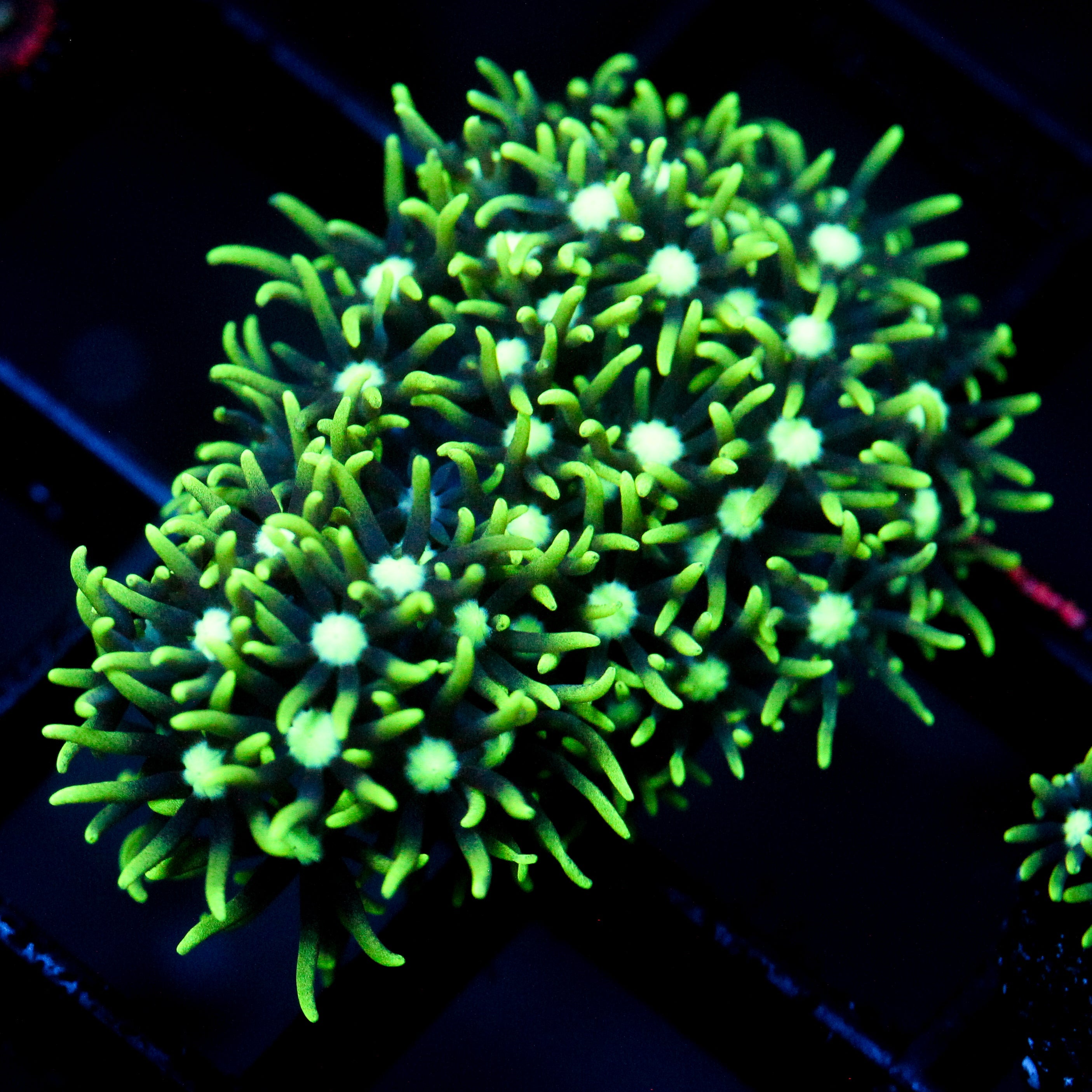 JC GSP