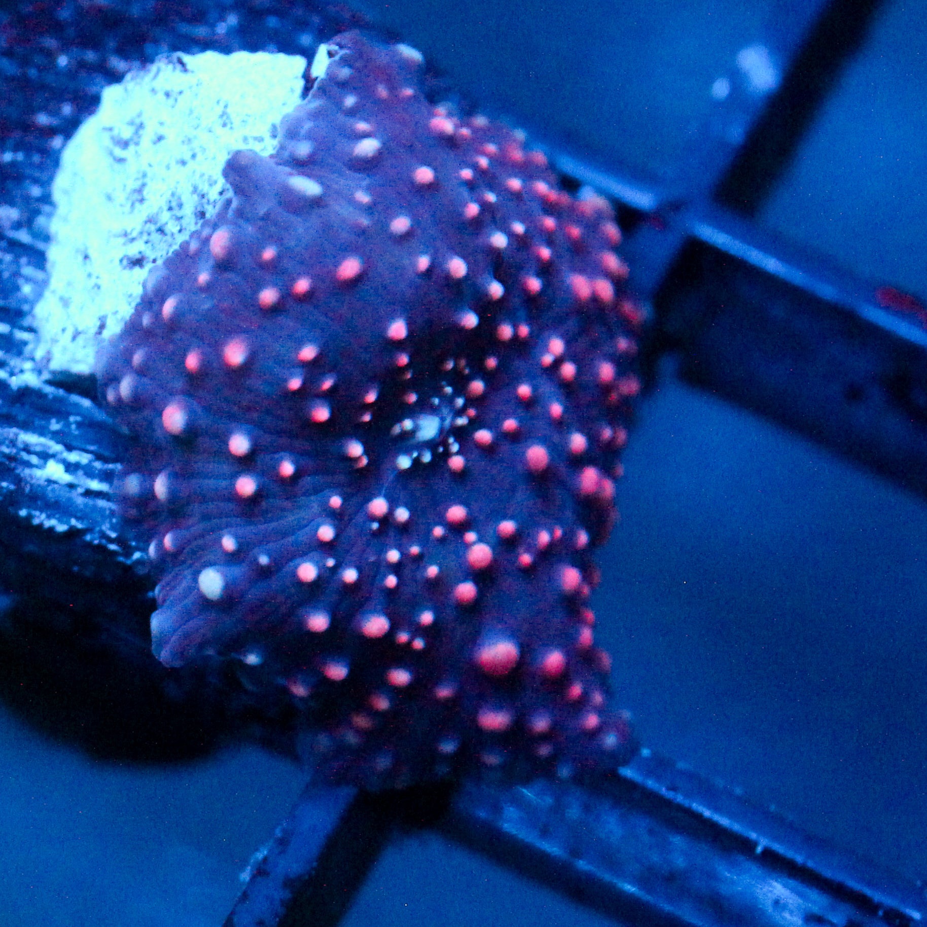 JC Red Pimple Discosoma