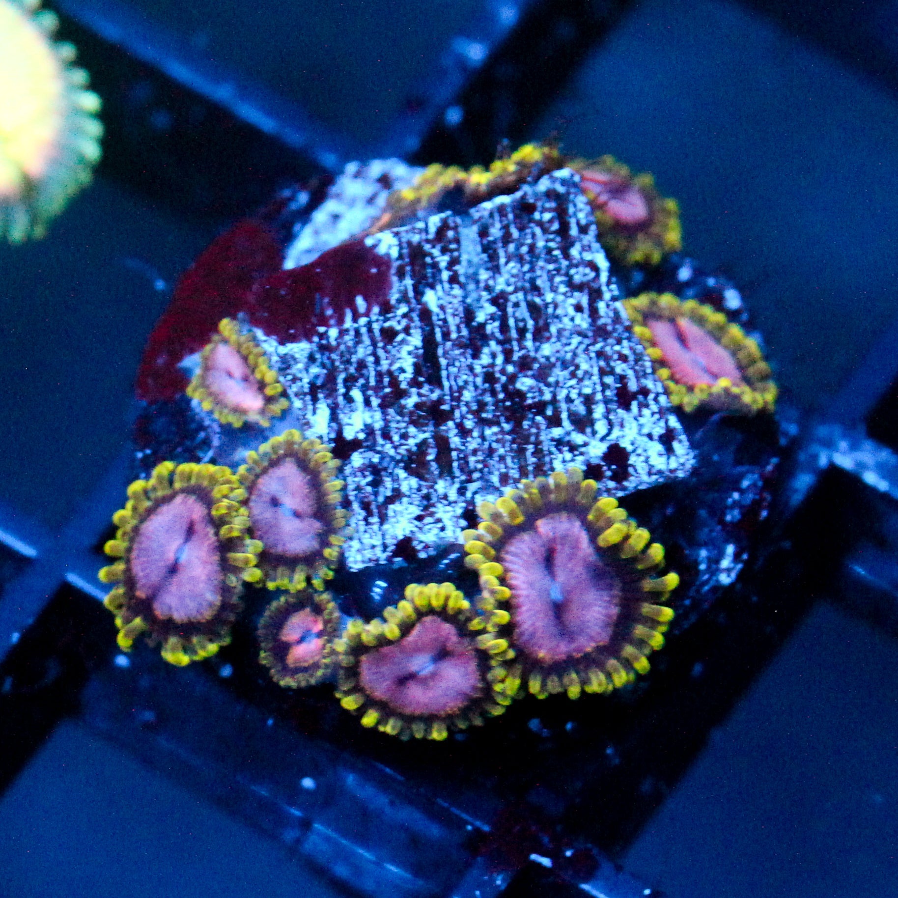 JC Purple Monster