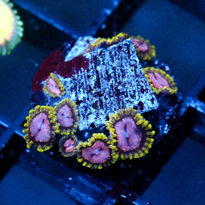 JC Purple Monster