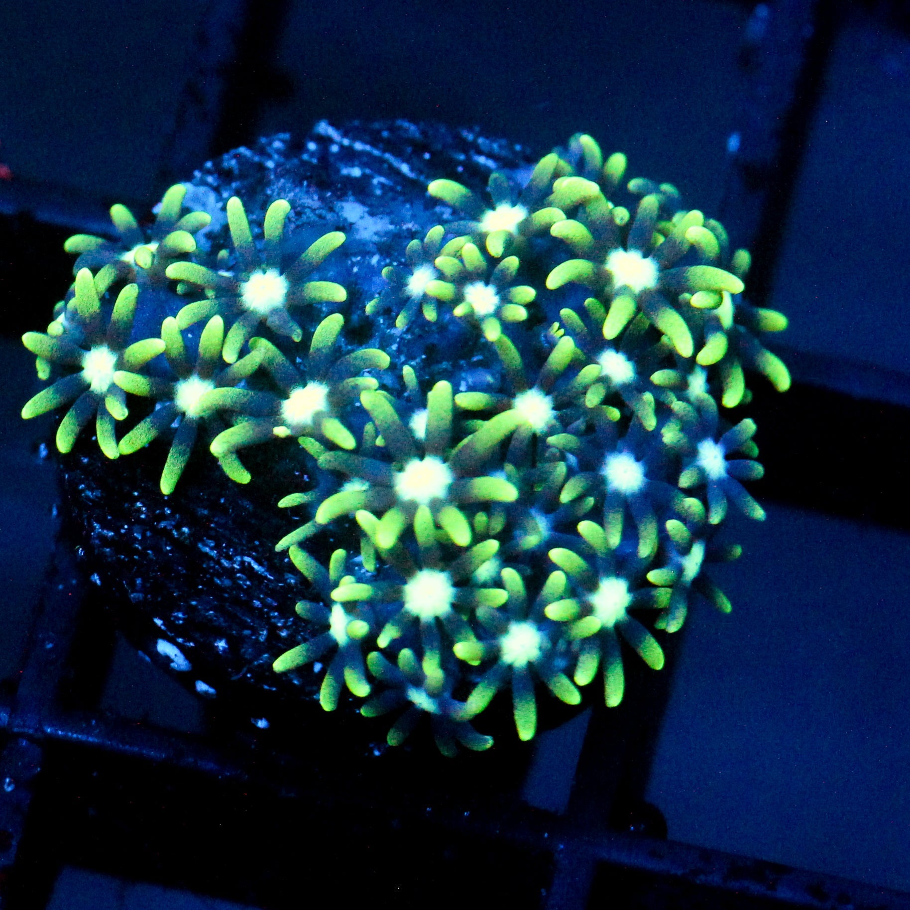 JC Star Polyp