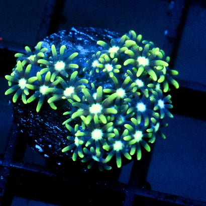 JC Star Polyp
