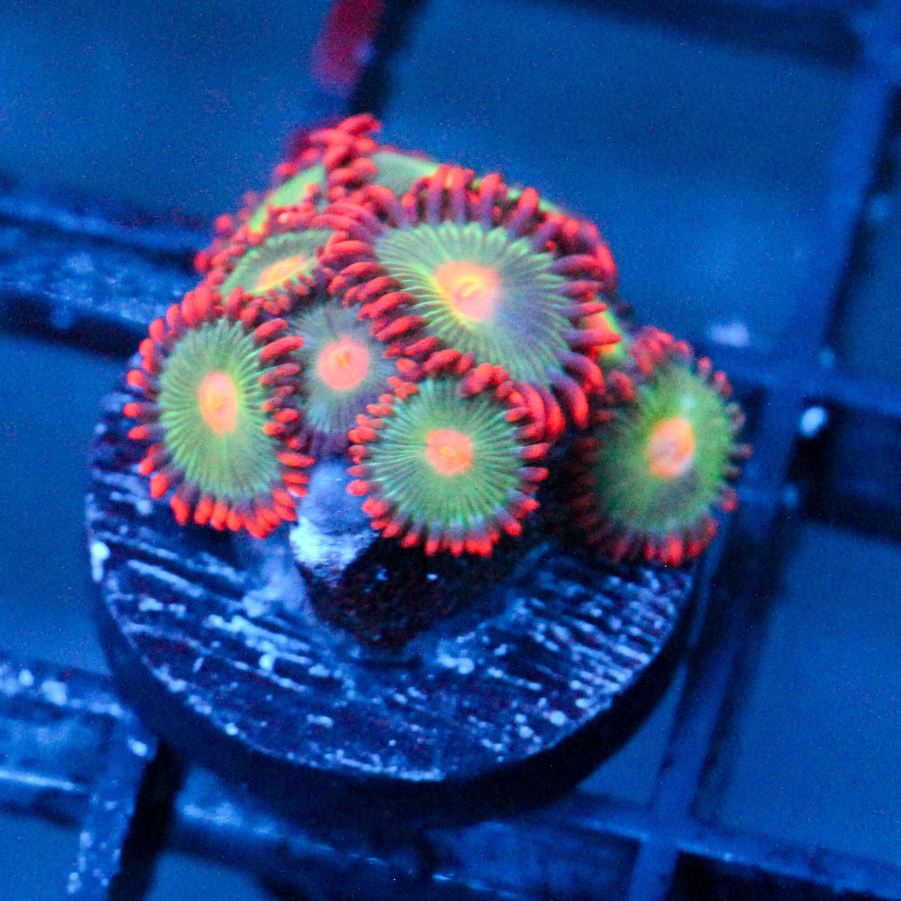 JC Gatorade Zoanthid