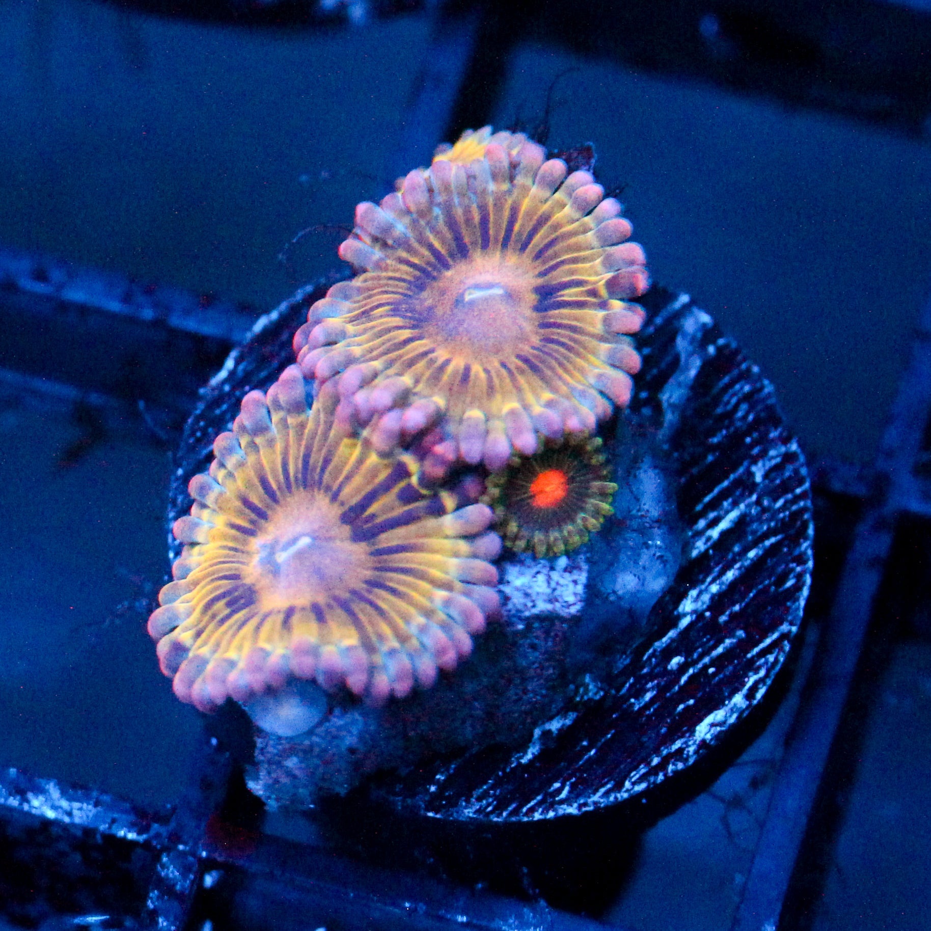 JC Pink Seam Zoanthid