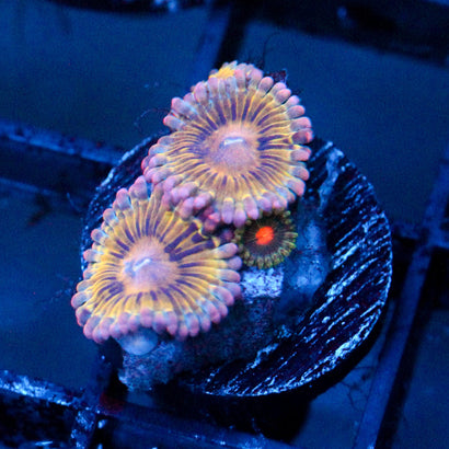 JC Pink Seam Zoanthid