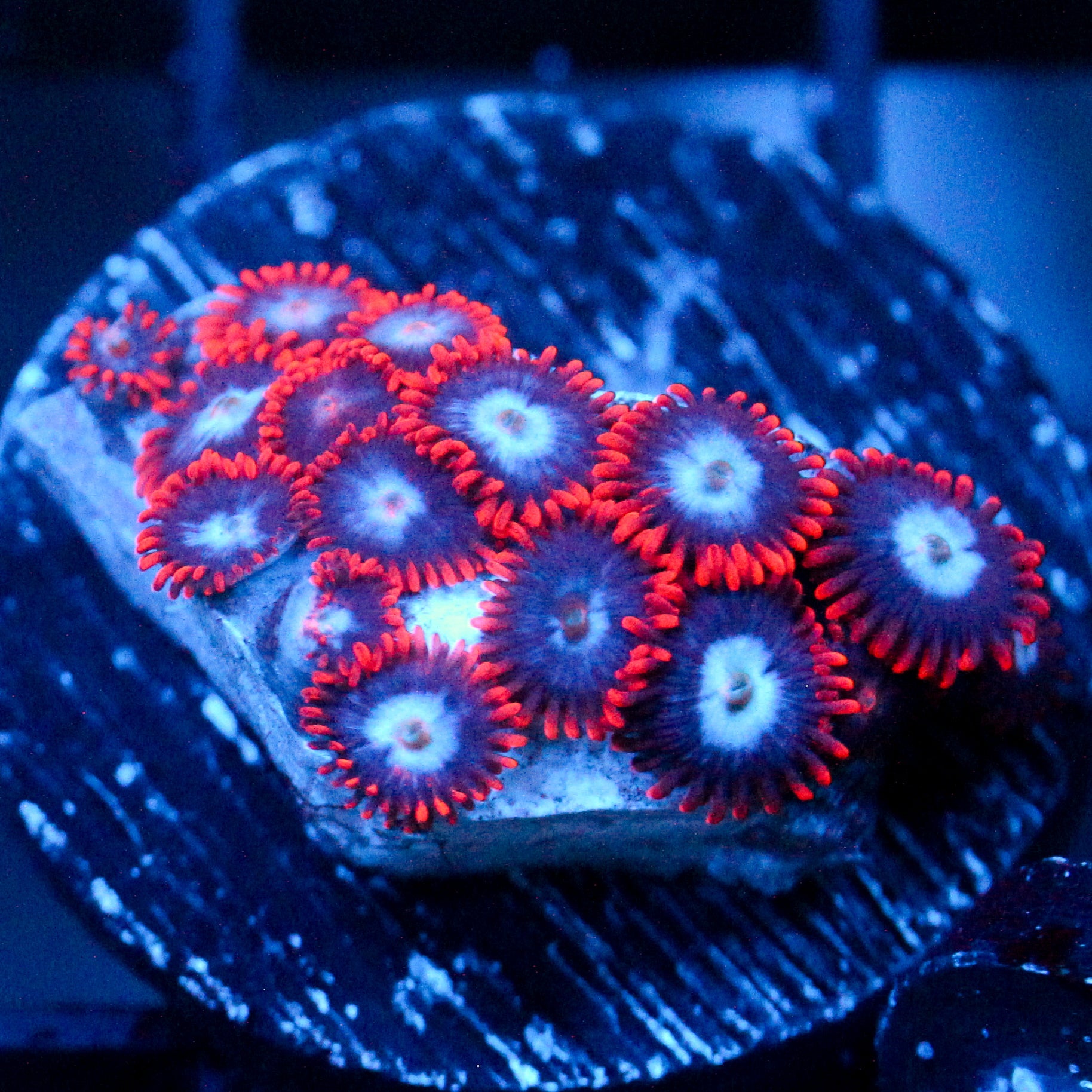 JC Edge of Reality Zoanthid