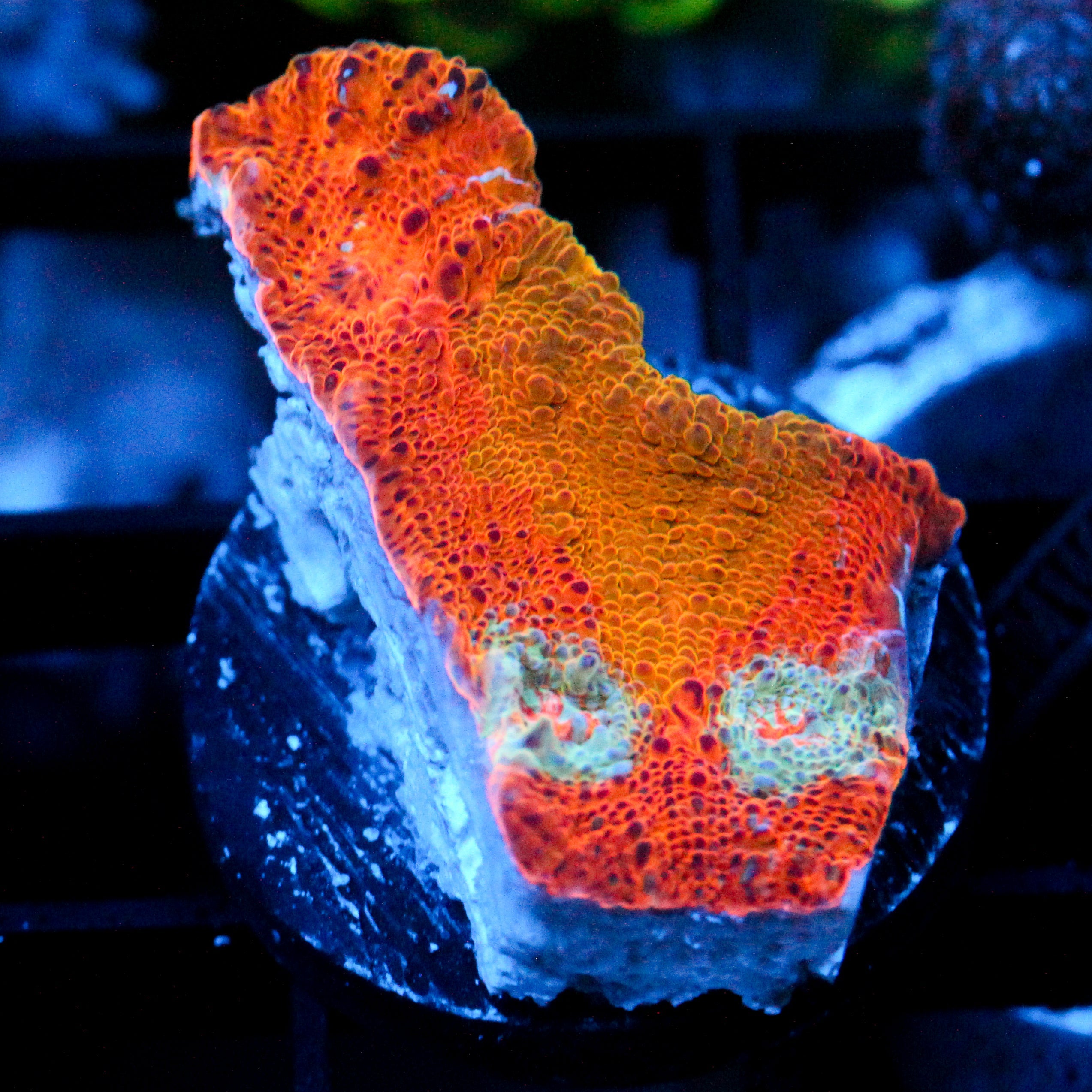 JC Orange Insanity Chalice