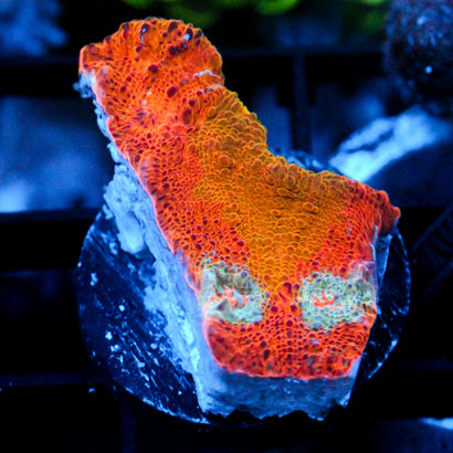 JC Orange Insanity Chalice