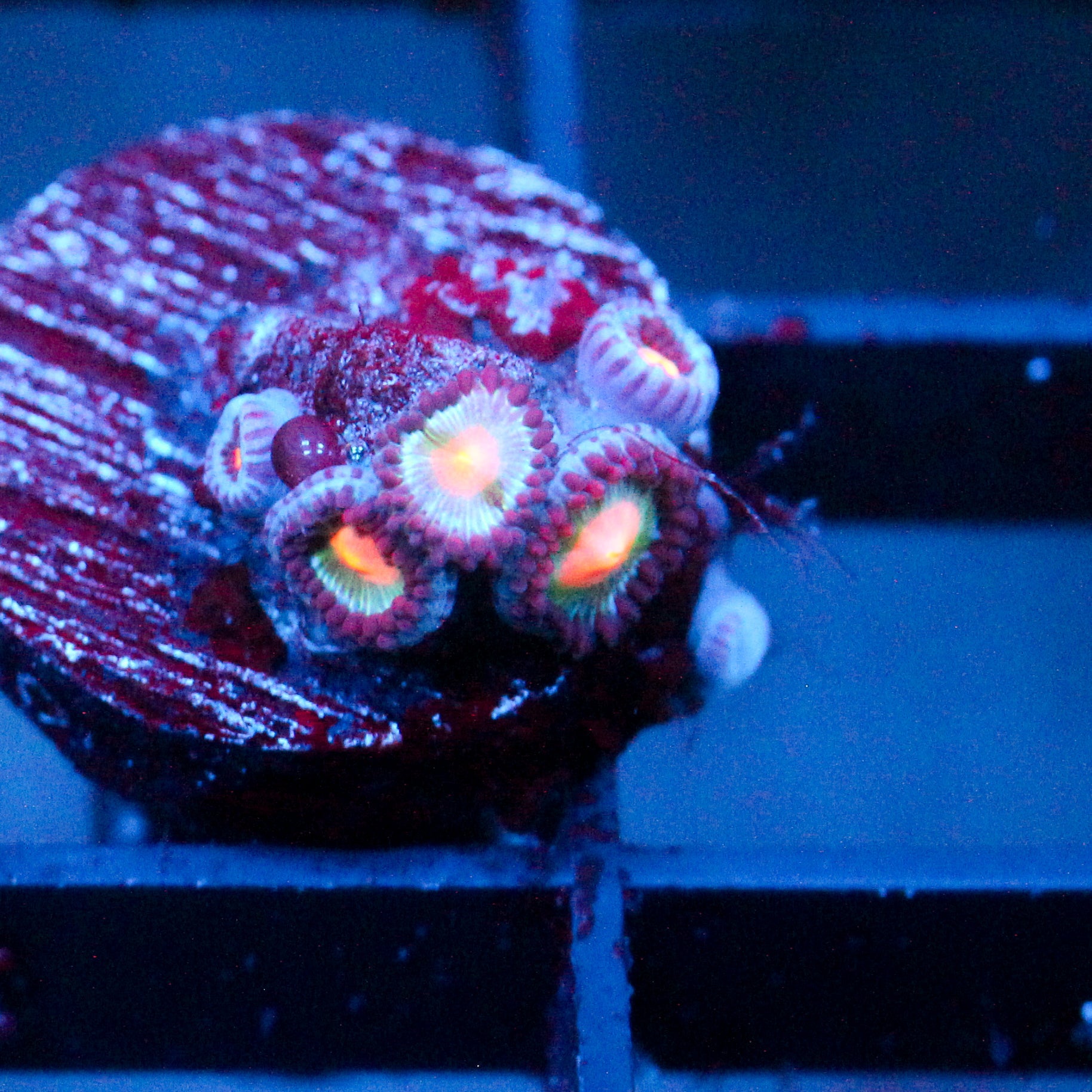 JC Blue Raven Zoanthid