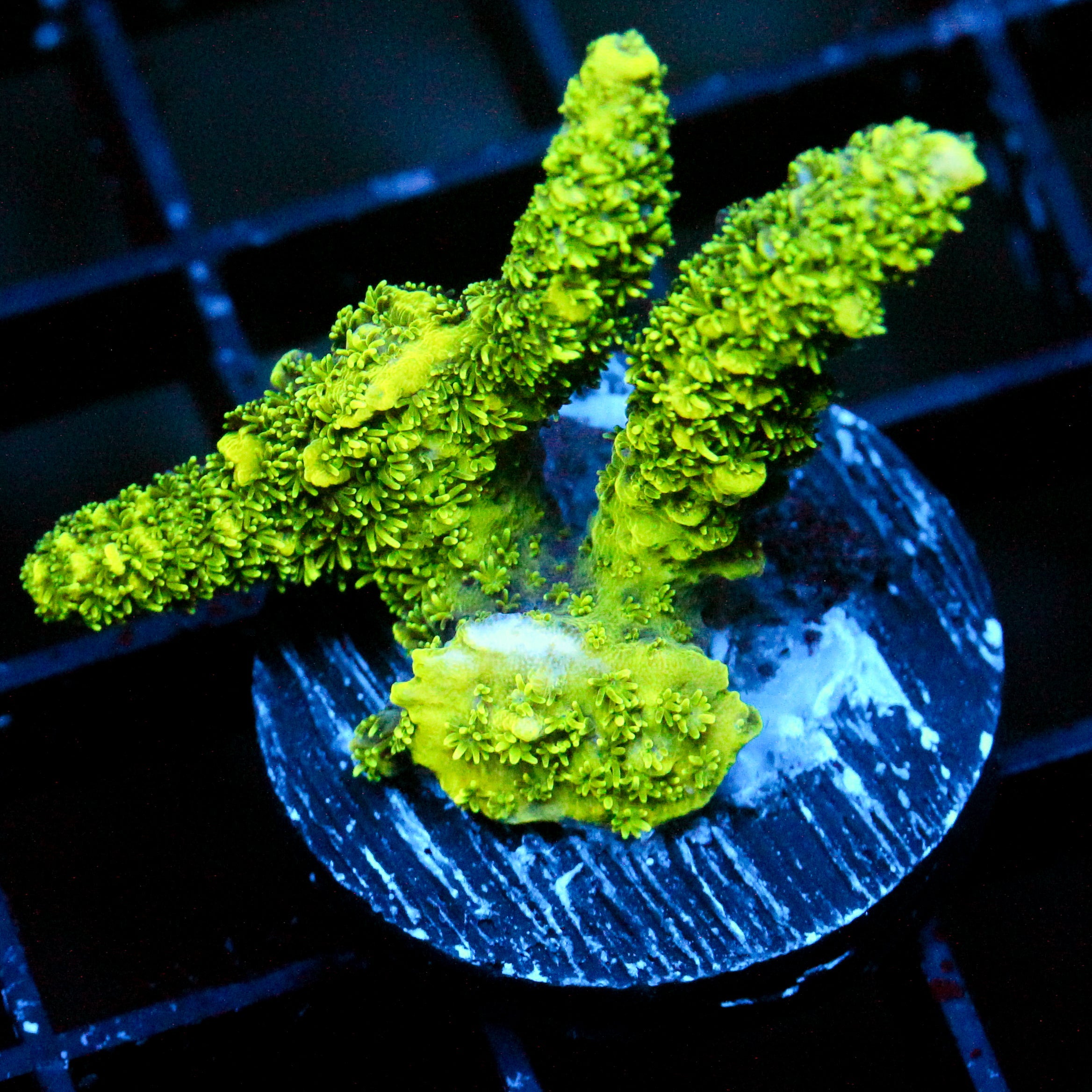 JC Slime Green
