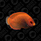 Golden Angelfish - Captive Bred