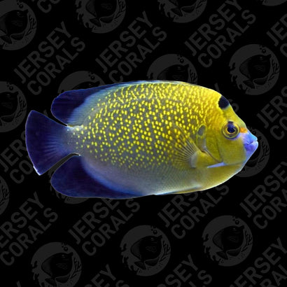 Goldflake Angelfish - Captive Bred