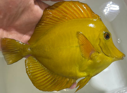 Hawaiian x Scopas Hybrid Tang