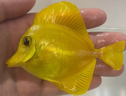 Hawaiian Yellow Tang - Wild Caught