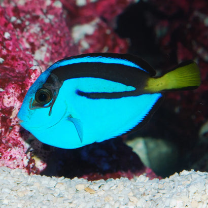 Biota Captive-Bred Hippo Tang