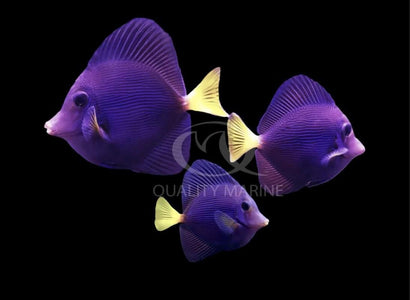 QM Purple Tang - Captive Bred