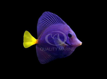 QM Purple Tang - Captive Bred
