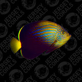 Bali Aquarich Maze Angelfish