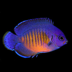 Biota Coral Beauty Angelfish