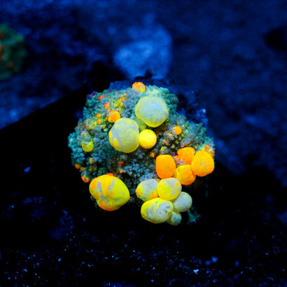 WWC OG Bounce Mushroom