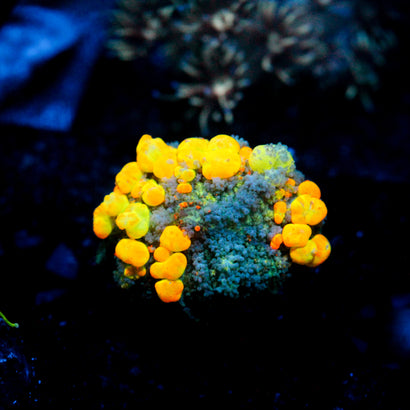 WWC OG Bounce Mushroom