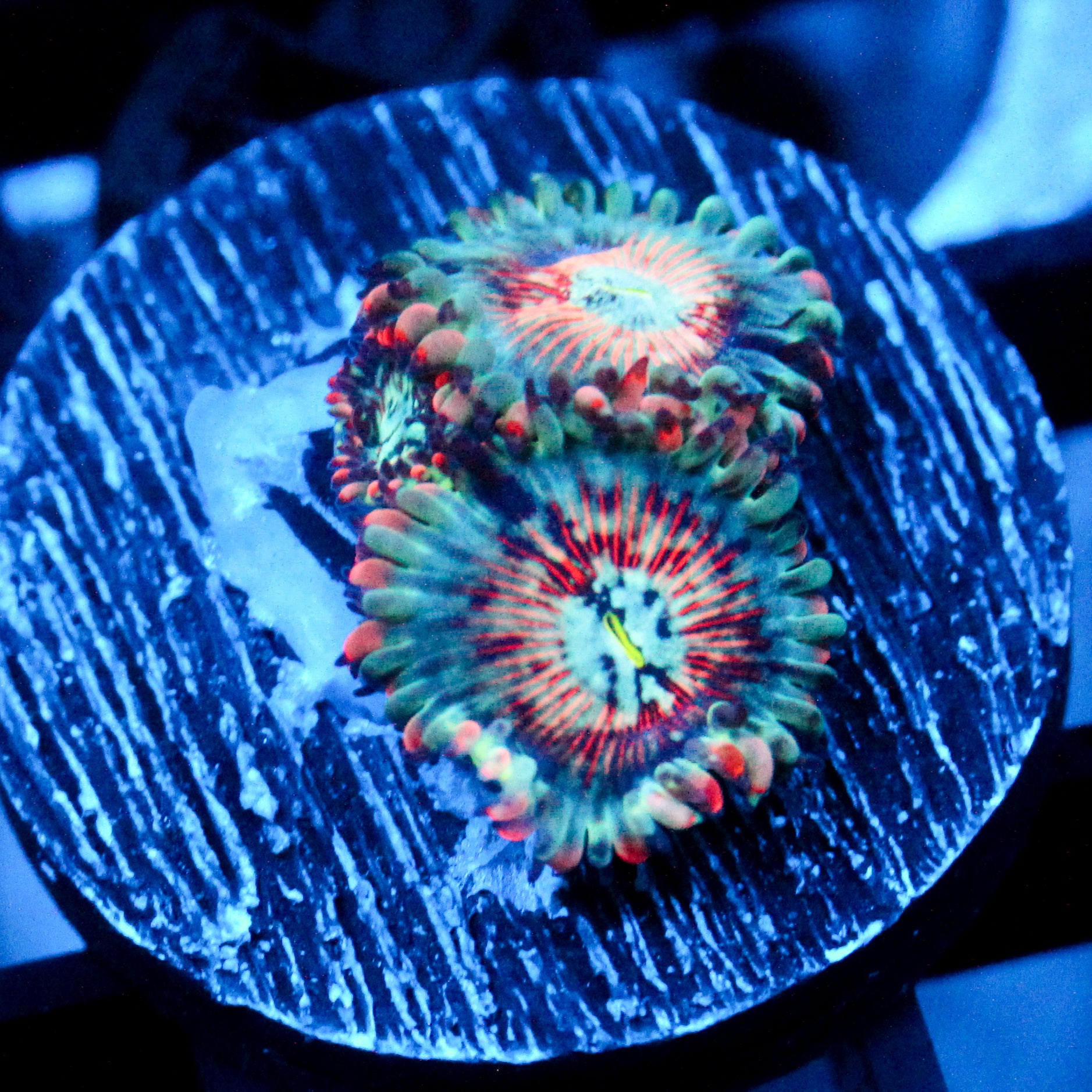 JC White Zombie Zoanthid