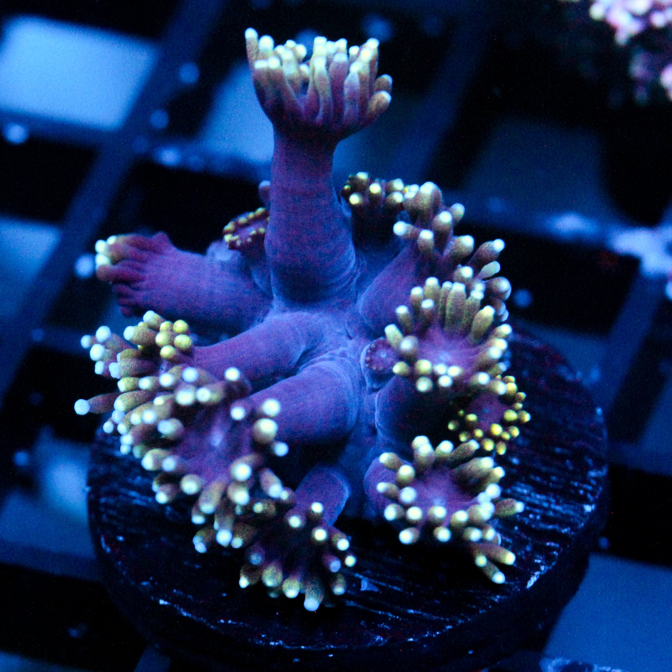 JC Tentacool Goni