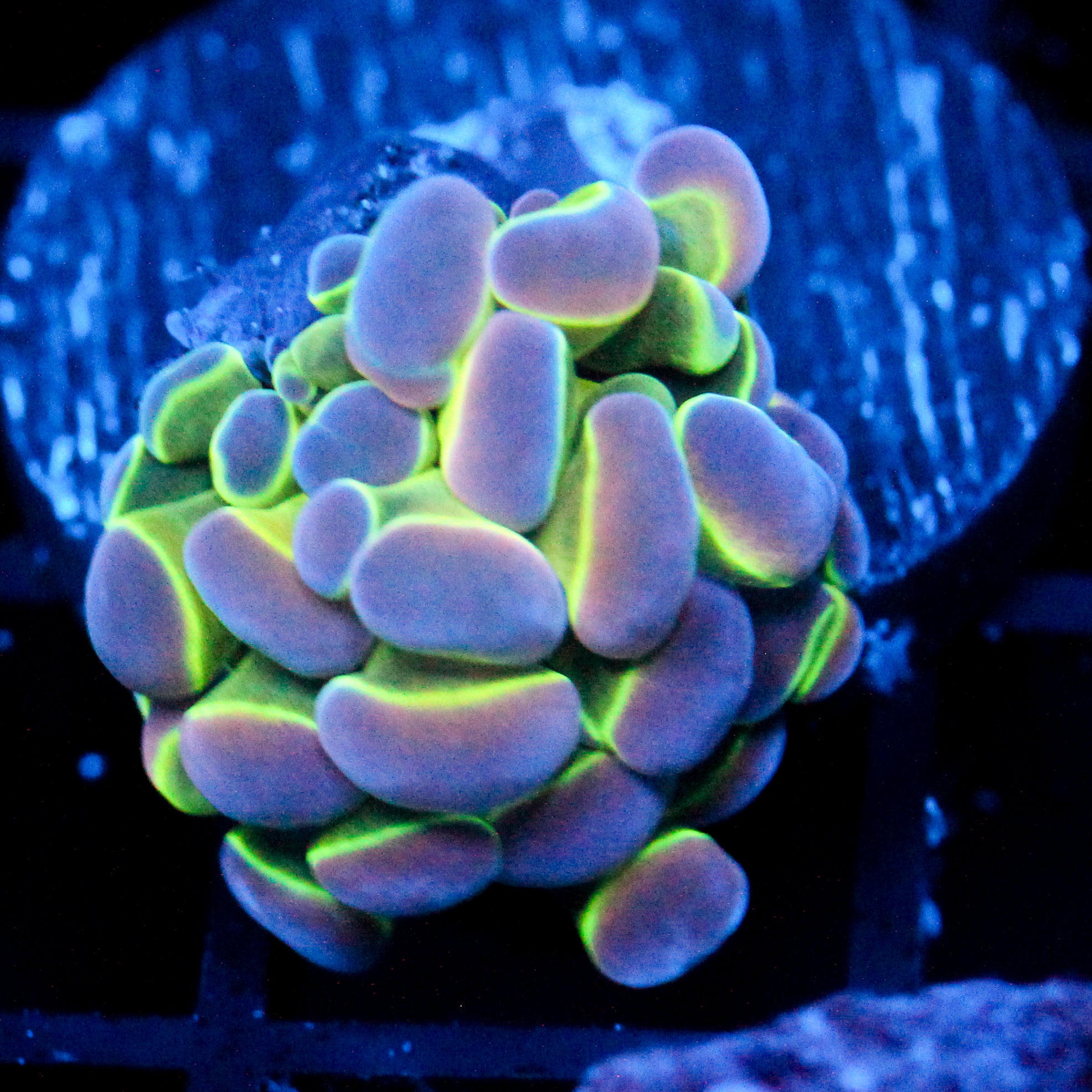 JC Ultra Hologram Hammer
