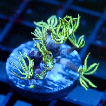 JC Pipe Coral Frag
