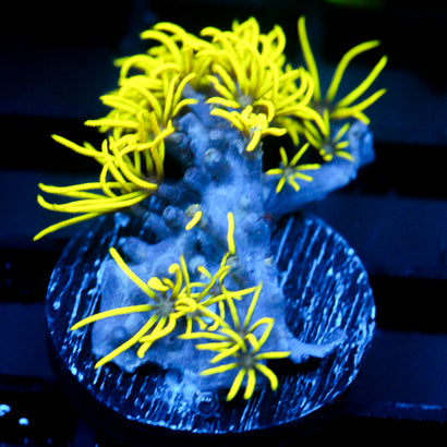 JC Lime Wire GSP