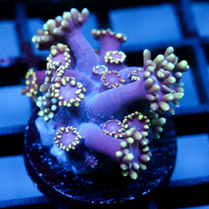 JC Tentacool Goni