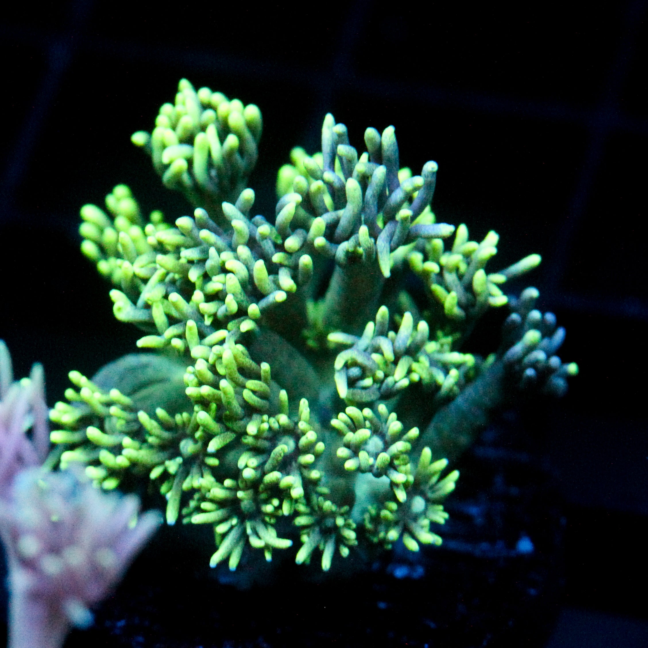JC Green Fever Goni