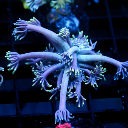 JC Chilled Tendrils Goni
